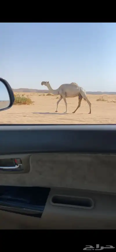 عشراء 0