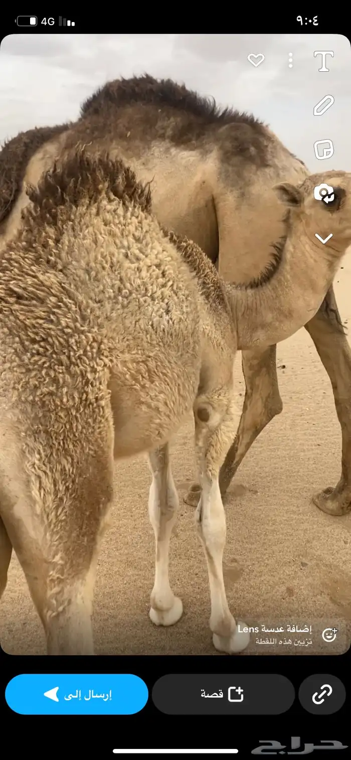 قعود 5 شهور على حليب وبرسيم 0