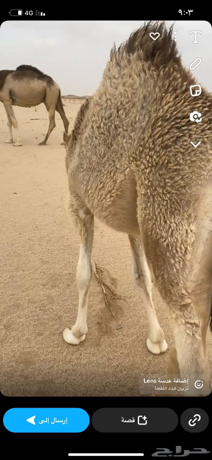 قعود 5 شهور على حليب وبرسيم 1