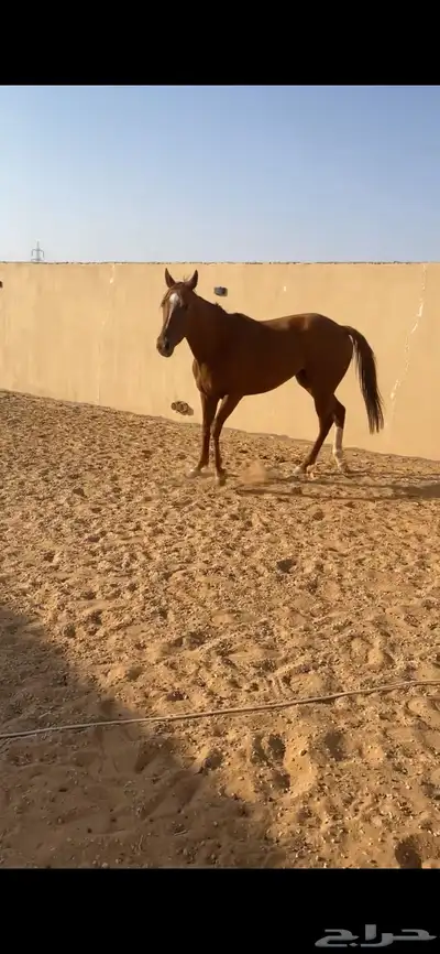 للبيع فرس انتاج العمر 4 سنوات 0