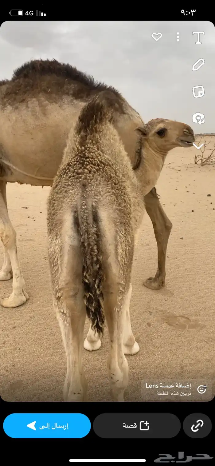 قعود 5 شهور على حليب وبرسيم 4