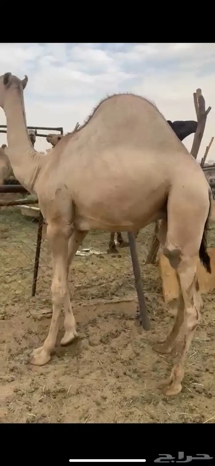 قعود للبيع مغلق يصلح زواج ولامبدا 3