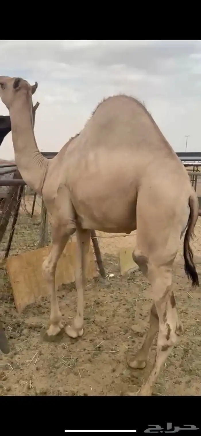 قعود للبيع مغلق يصلح زواج ولامبدا 0