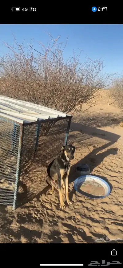 سلوقي 0