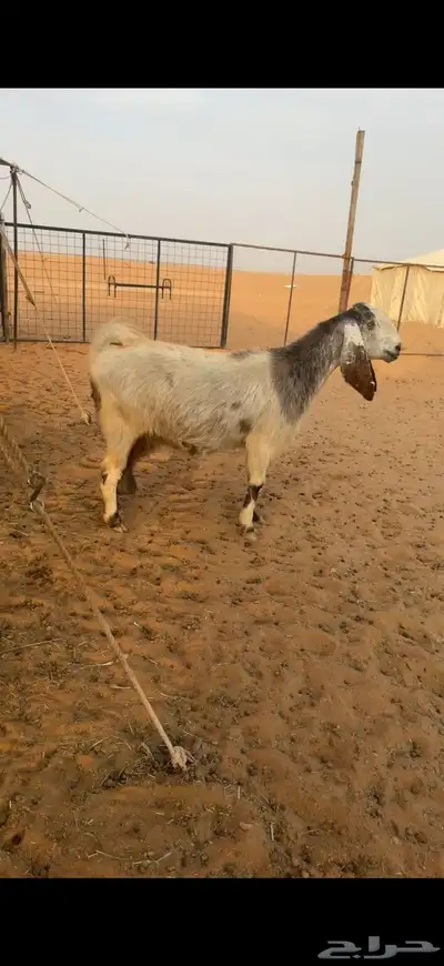 عنز دافع لها شهرين ونص تقريبا  او اكثر 0
