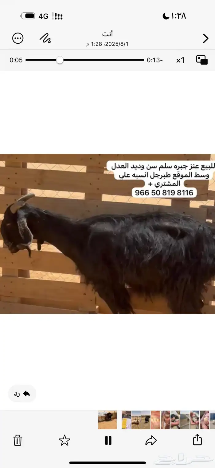 معزا 1