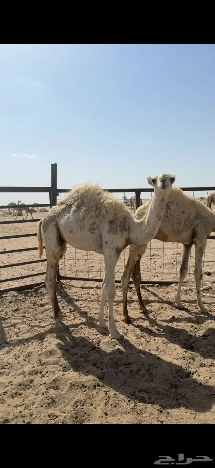 قعدان حشو بريه 3