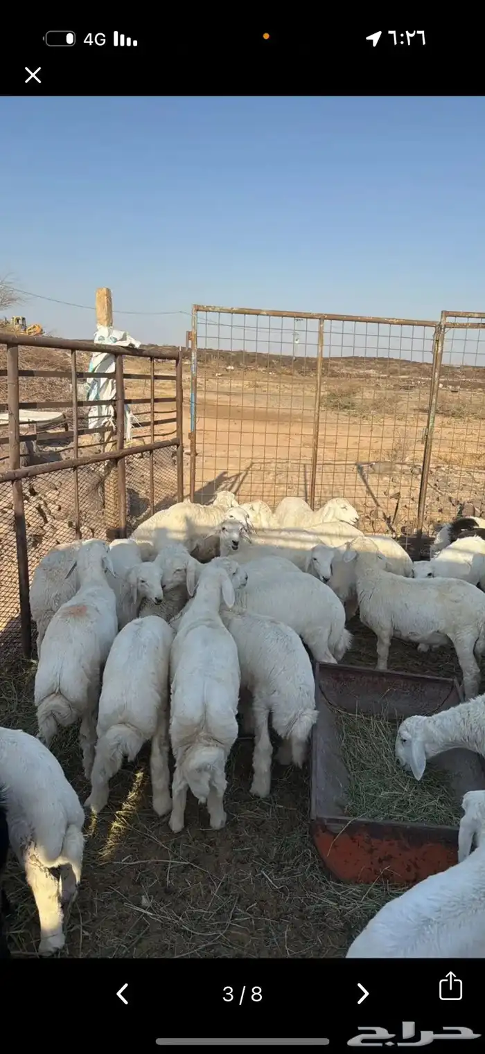 طليان و تيوس ثلاجه 2