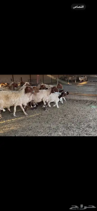 غنم نعيم مطافيل 3