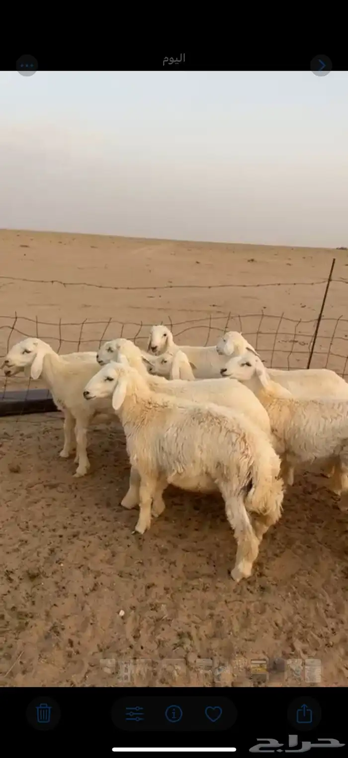 طليان للبيع الموقع نمران 2