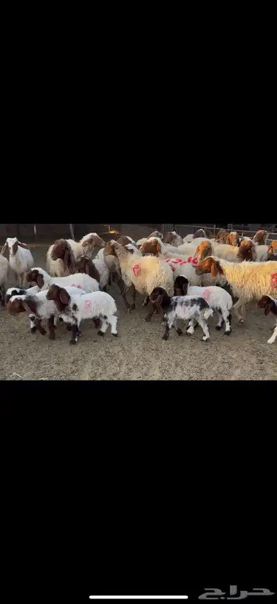 غنم نعيم مطافيل 1