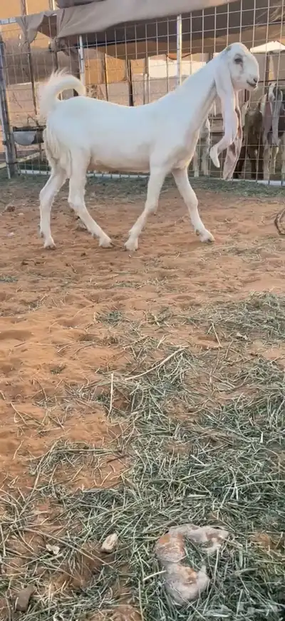 جفره بيضاء كفو 0