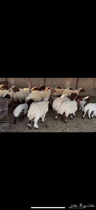 غنم نعيم مطافيل 2