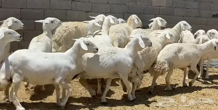 ضان حريات جروم كافه مقاني طيبه تم البيع 3