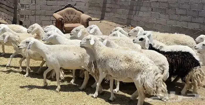 ضان حريات جروم كافه مقاني طيبه تم البيع 6