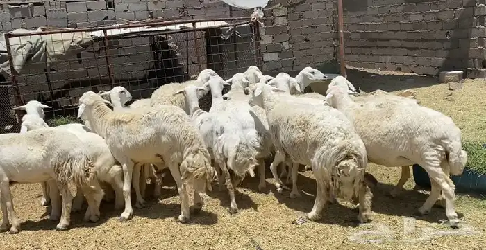 ضان حريات جروم كافه مقاني طيبه تم البيع 14
