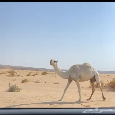 عشراء 1