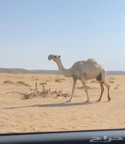 عشراء 2