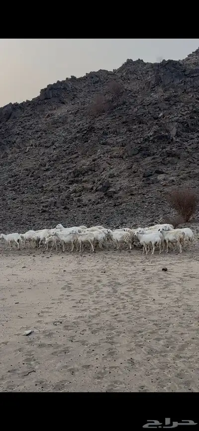 جنوب مكه 4