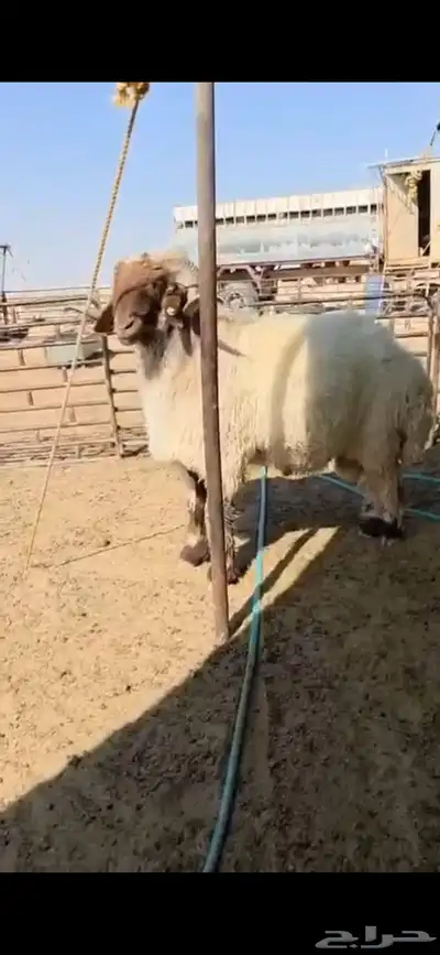 افحول صنف شي طيب ولها تعريف 1