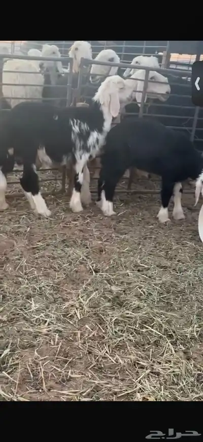 للبيع خروفين ورخل عمار ثلاث اشهر ونص واحد فيه لفه برجله 3