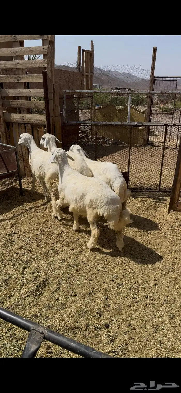 ذبايح طليان حري لحد باب بيتك -والتوصيل-لجميع أحياء المدينه 6