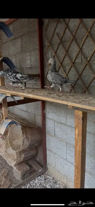 جوز كشميري 2