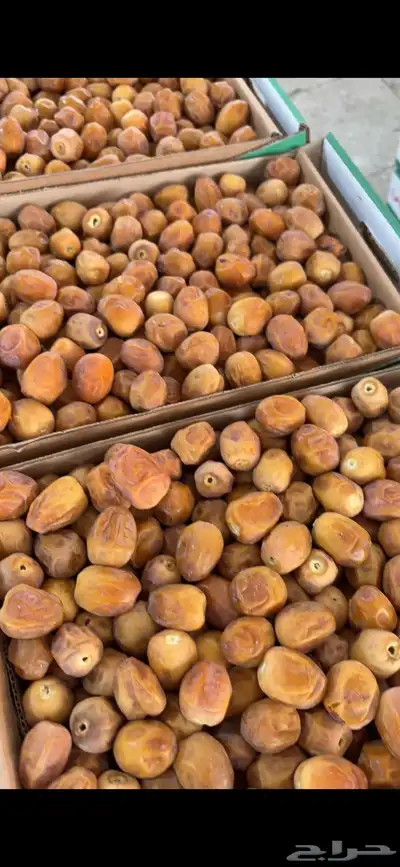رطب تمر روثانة نجد 1
