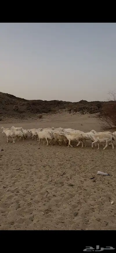 جنوب مكه 3