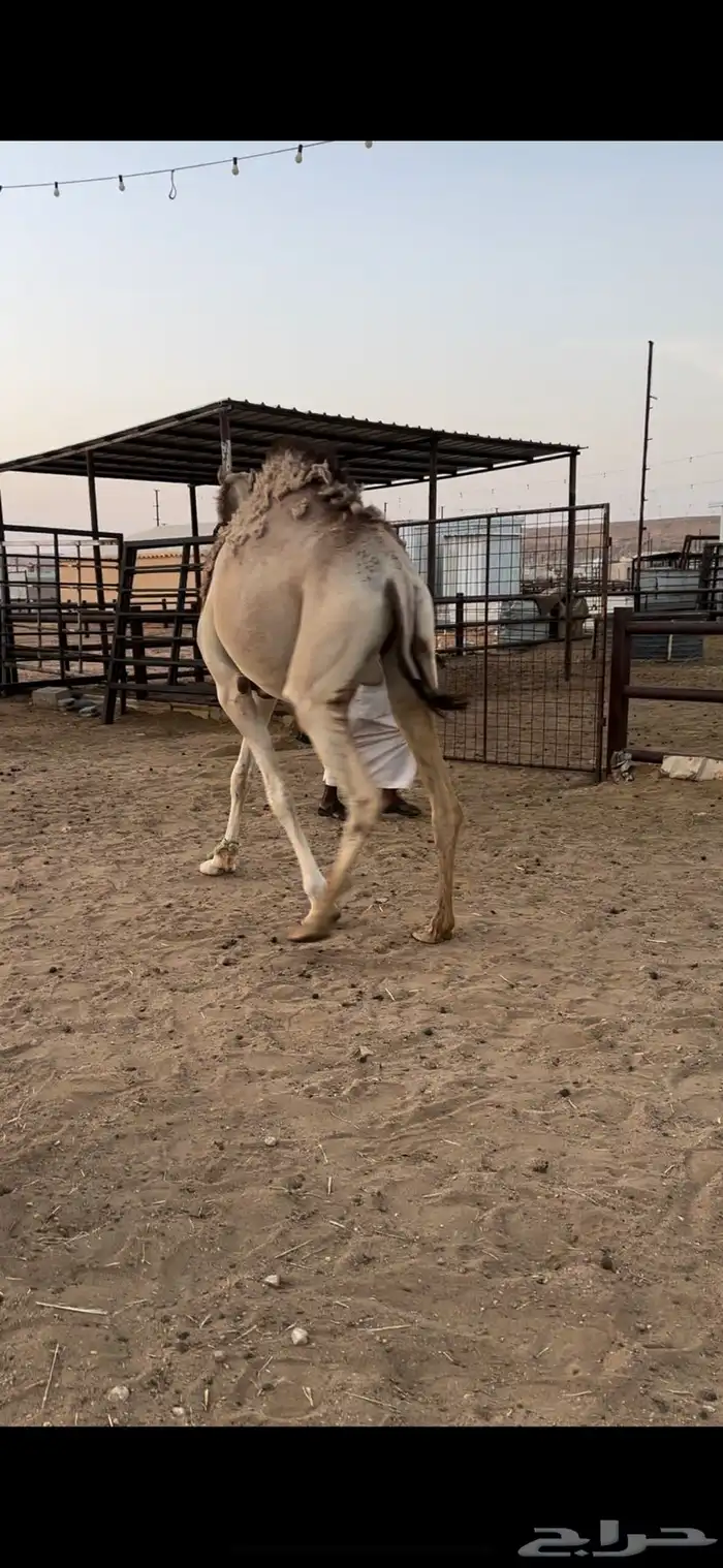 لقحه جذعه تقاود بالرسن 4