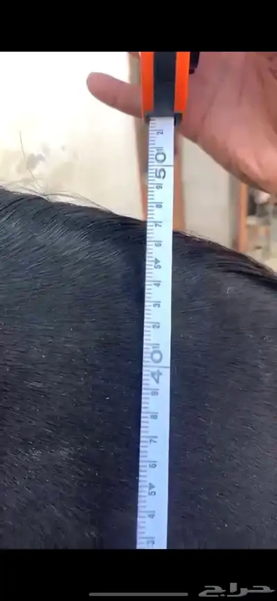 فرس مصريه بيور 4