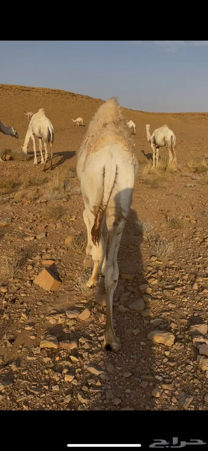 للبيع قعود قصب طايش شحم 2