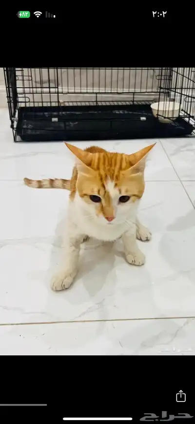 تبنى قطط 0