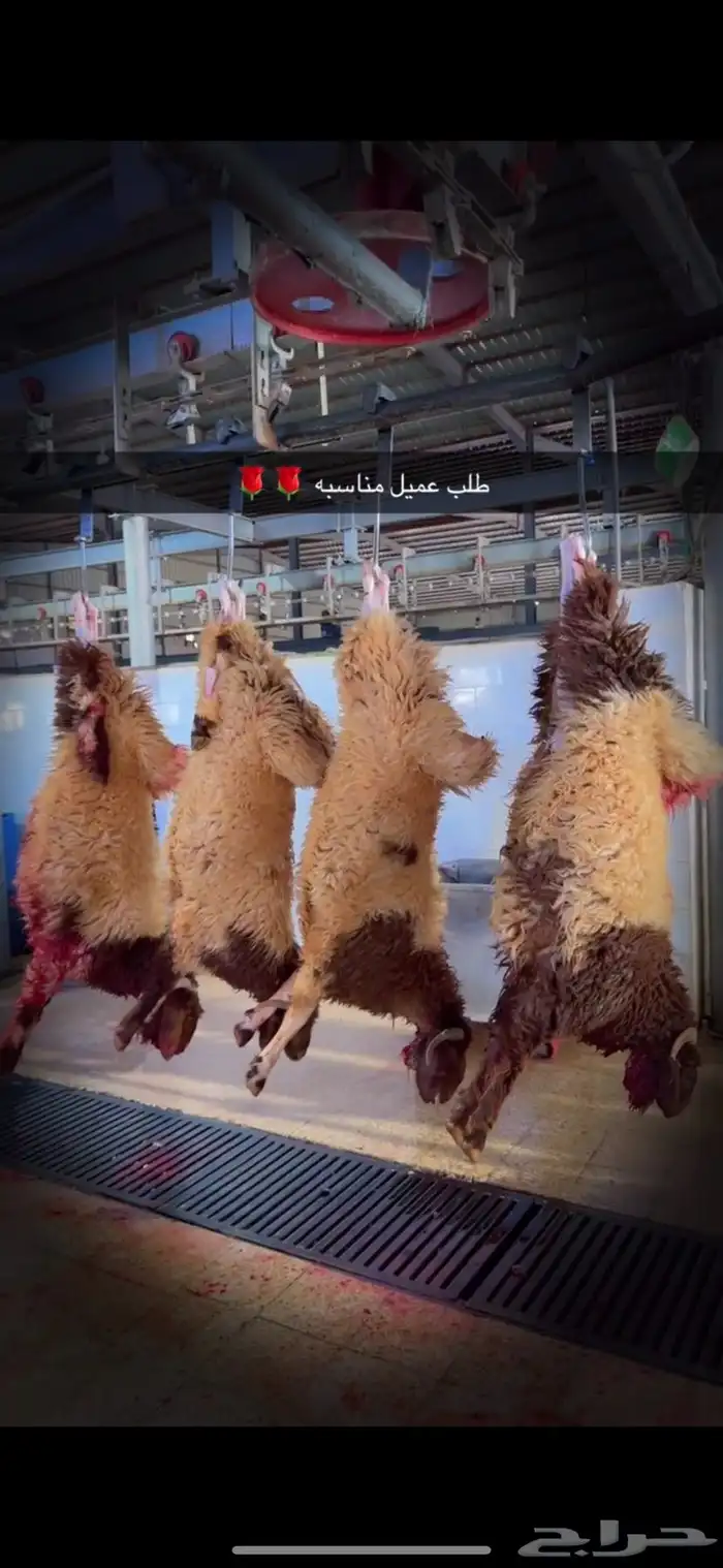 ذبايح عرعر بريات 7