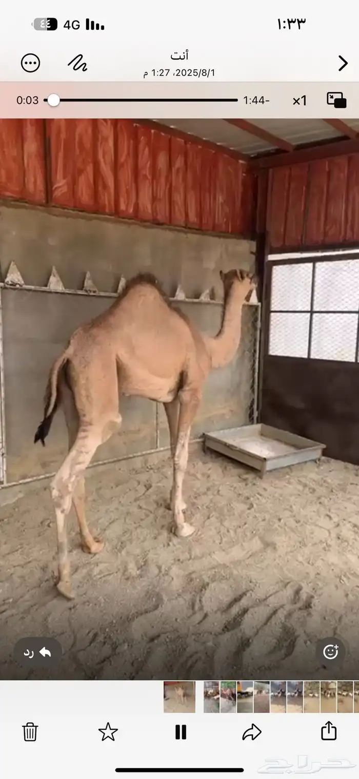قعود بلدي سمين مغلق شحم مسحوب من امه شرط 12
