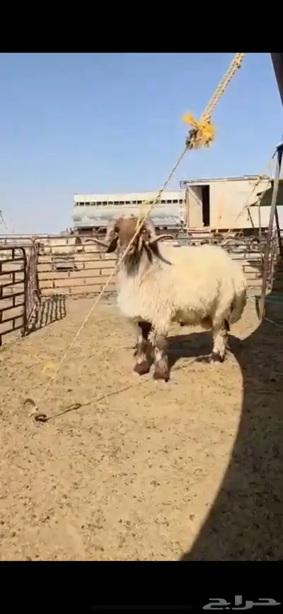 افحول صنف شي طيب ولها تعريف 7