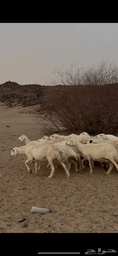 جنوب مكه 0