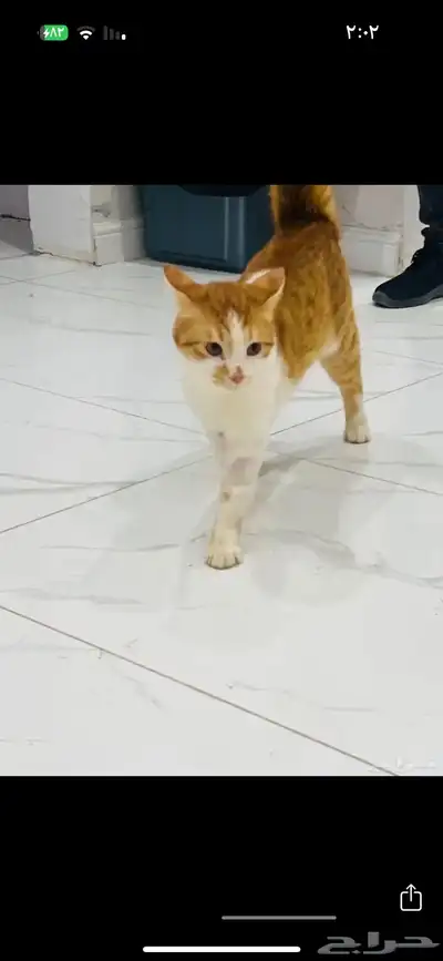 تبنى قطط 2