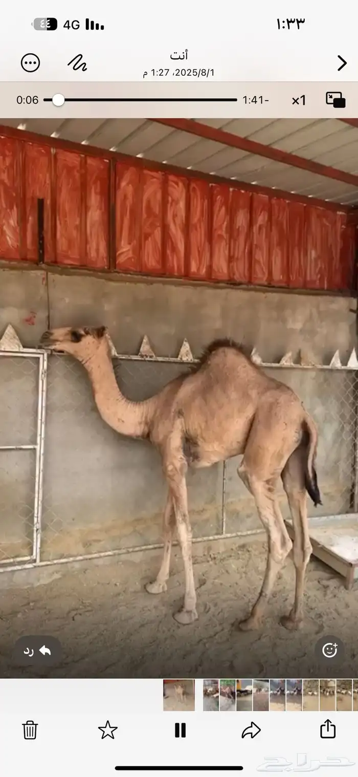 قعود بلدي سمين مغلق شحم مسحوب من امه شرط 15