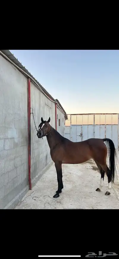 فرس مصريه بيور 0