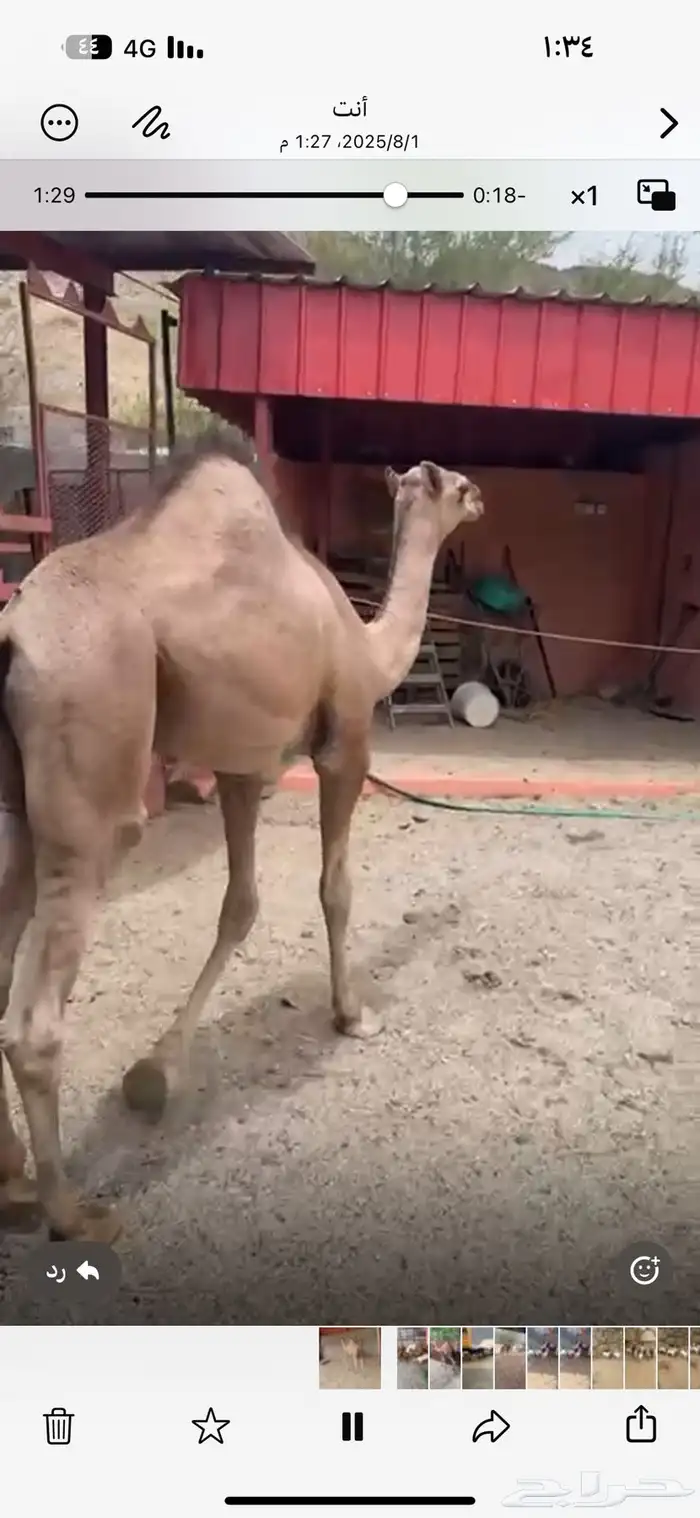 قعود بلدي سمين مغلق شحم مسحوب من امه شرط 0