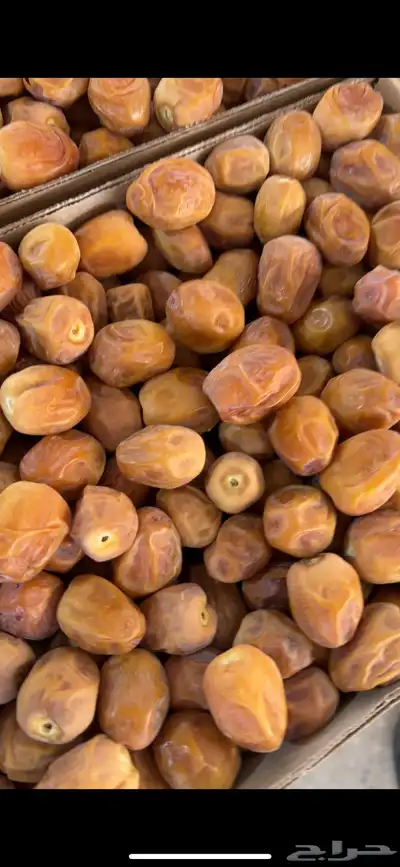 رطب تمر روثانة نجد 0