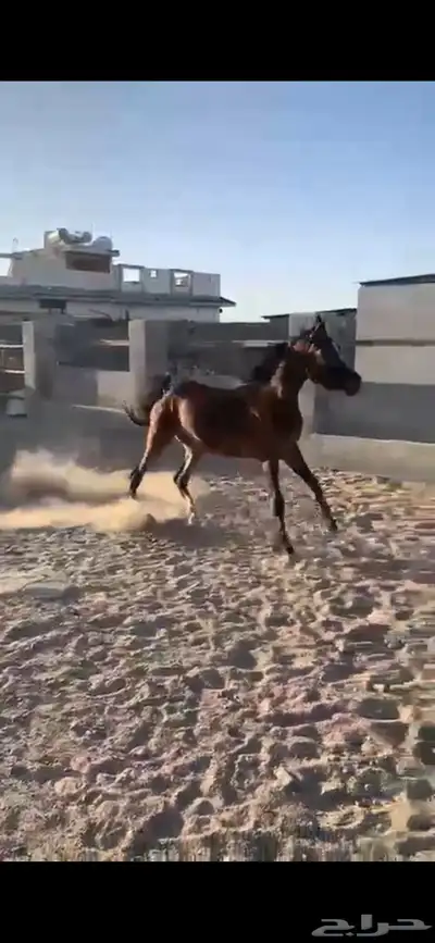 فرس مصريه بيور 6