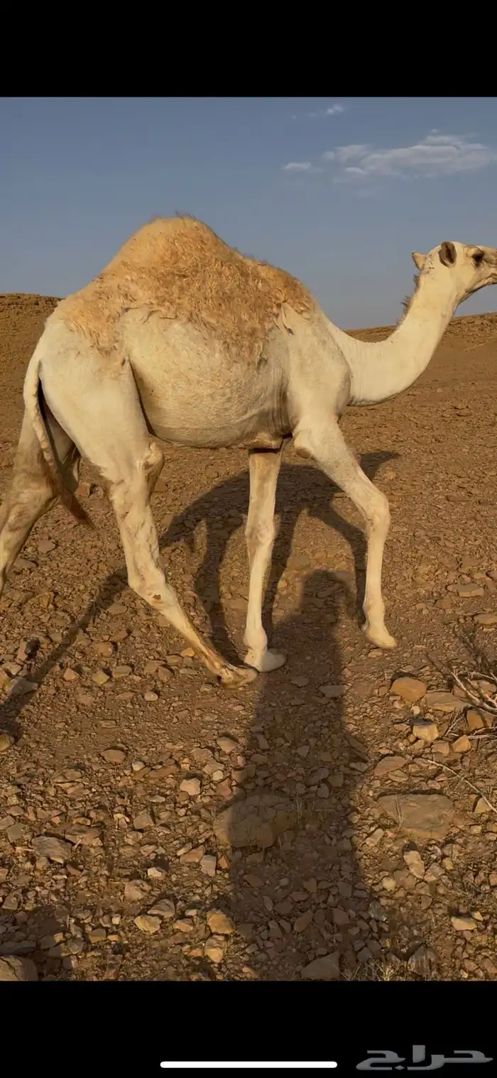 للبيع قعود قصب طايش شحم 1