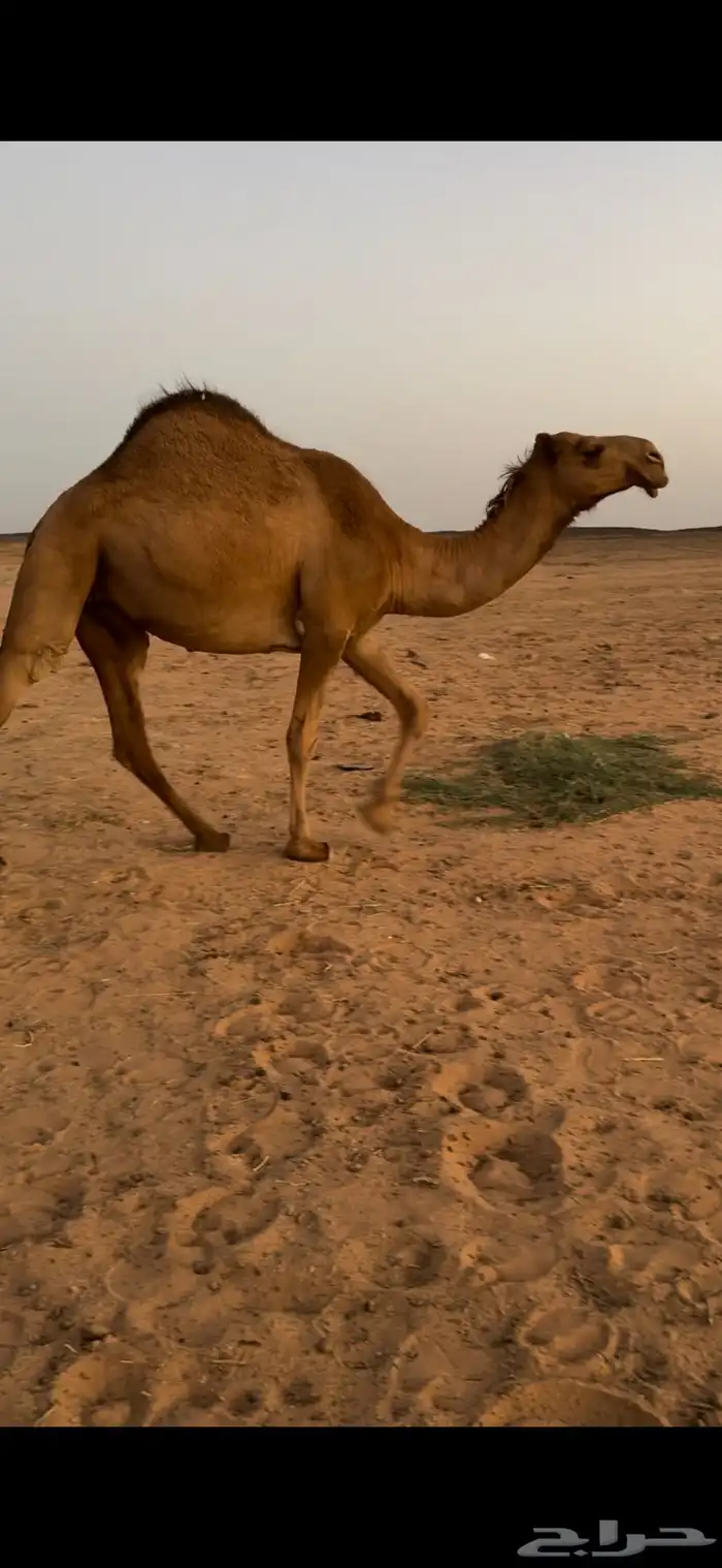 للبيع بكره شعلا كفوو 0