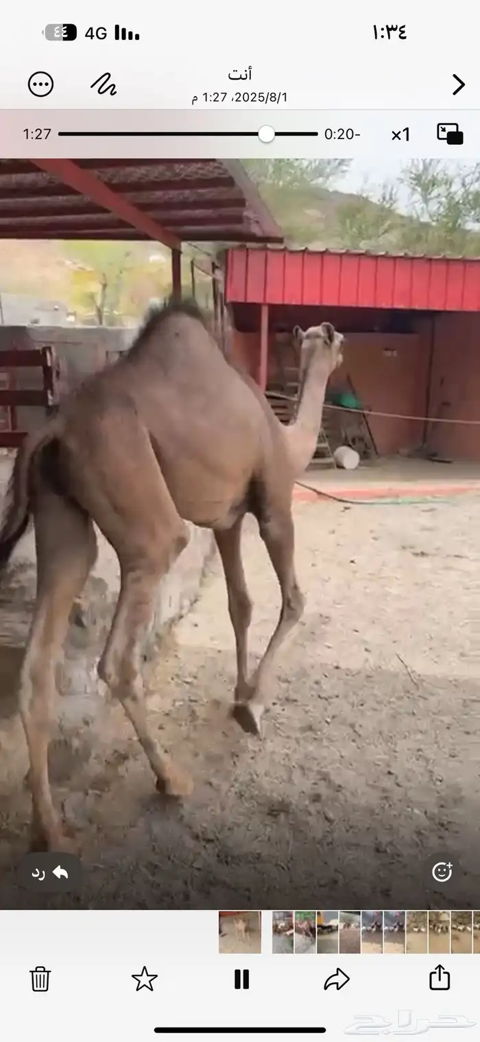 قعود بلدي سمين مغلق شحم مسحوب من امه شرط 1