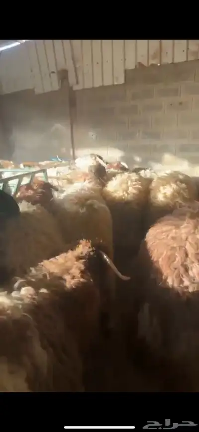 ذبايح بريه حري نعيمي نجدي تيوس وجفاريوجدخدمه الذبح والتوصيل 9