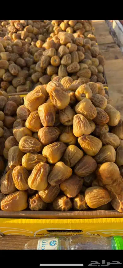 تمر سكري 1