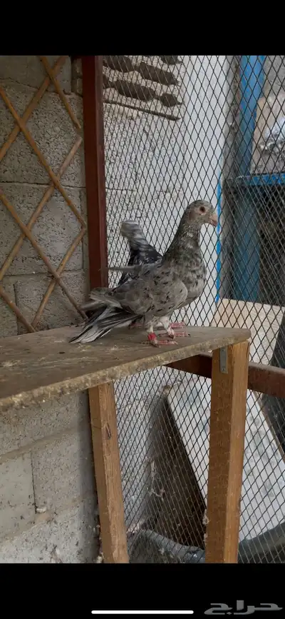 جوز كشميري 3