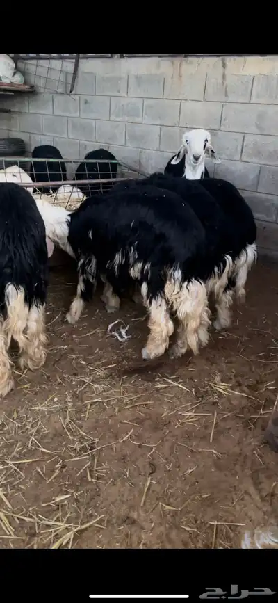 ذبايح بريه حري نعيمي نجدي تيوس وجفاريوجدخدمه الذبح والتوصيل 2
